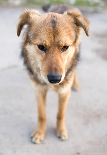 Portret van een hond op de natuur — Stockfoto