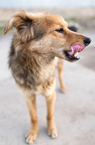 Портрет собаки на природе — стоковое фото
