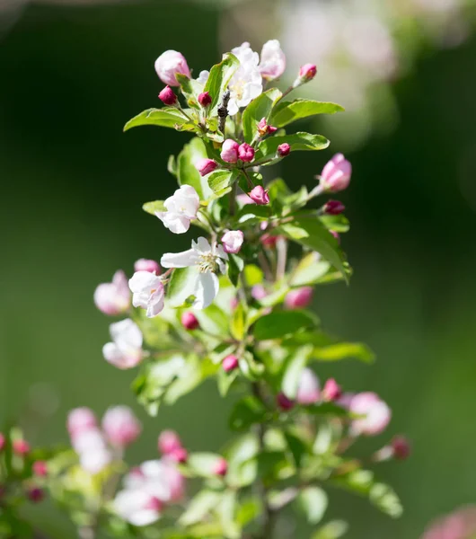 Flores en el manzano en la naturaleza — Foto de Stock