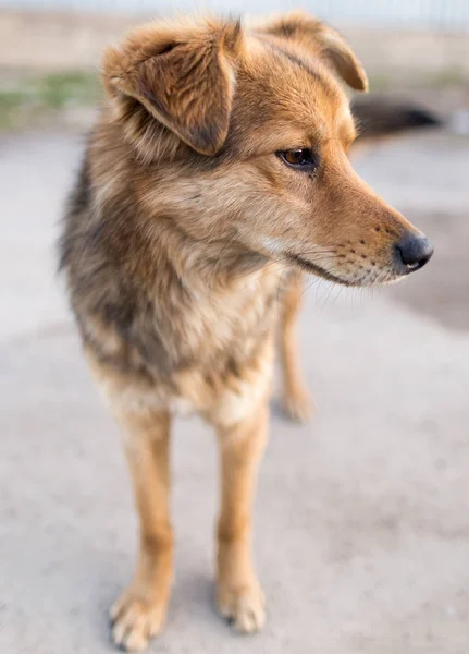 Retrato de un perro sobre la naturaleza — Foto de Stock