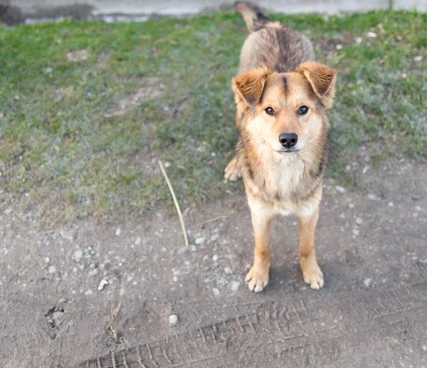 Doğadaki bir köpeğin portresi. — Stok fotoğraf