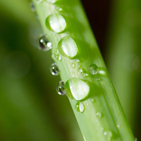 Regnet droppar på en grönt gräs — Stockfoto