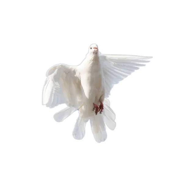 Bílá holubice na bílém pozadí — Stock fotografie
