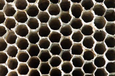 Petek arı arka plan olarak. doku