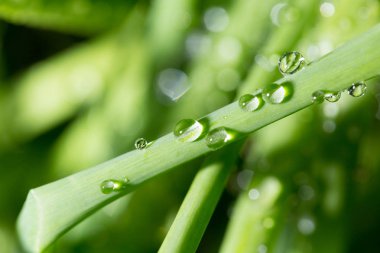 Yeşil çimenlerin üzerinde yağmur damlaları