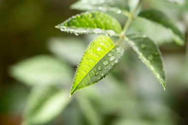doğada yeşil yaprakların üzerine yağmur damlaları