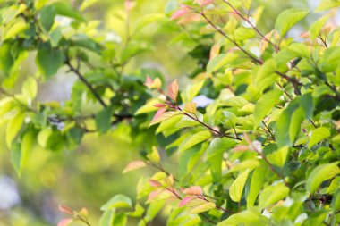 güzel doğa ağacında yapraklarda