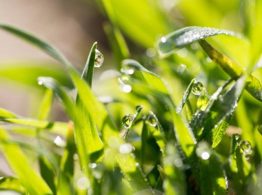 Yeşil çimlerin üzerindeki çiy damlaları