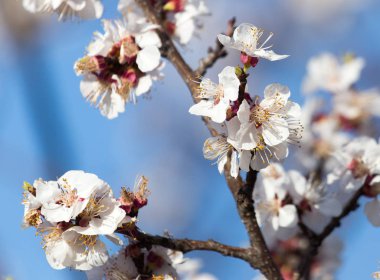 Mavi gökyüzüne karşı ağaçtaki çiçekler