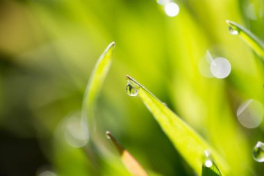 Yeşil çimlerin üzerindeki çiy damlaları