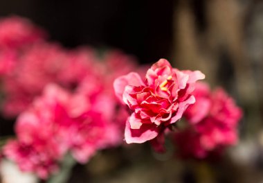 arka plan olarak kırmızı yapay çiçek