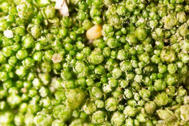 yosun yeşili doğada. Makro