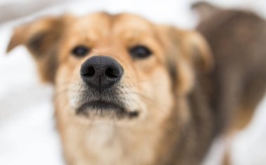köpek portre Kışın açık havada