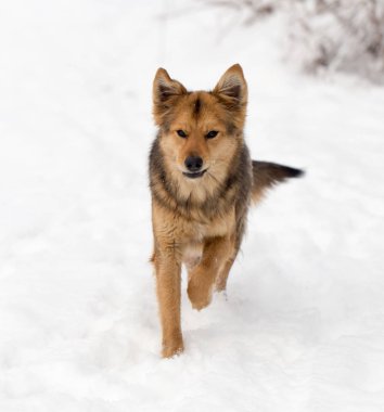Kışın açık havada çalışan köpek