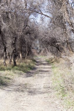 Ormandaki toprak yolda.