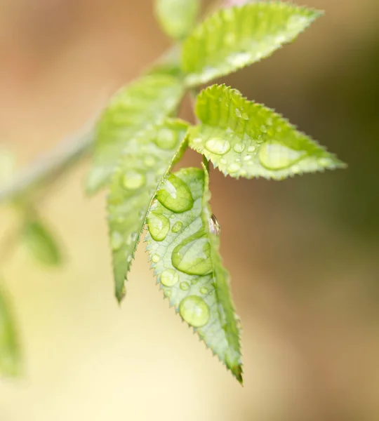 Gotas de lluvia sobre las hojas verdes en la naturaleza —  Fotos de Stock