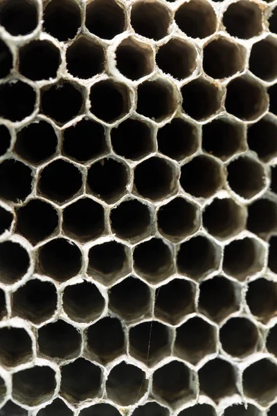 Honeycomb geting som bakgrund. konsistens — Stockfoto