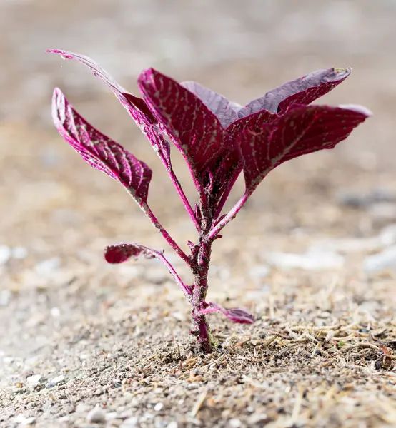 Pequena planta vermelha no chão — Fotografia de Stock
