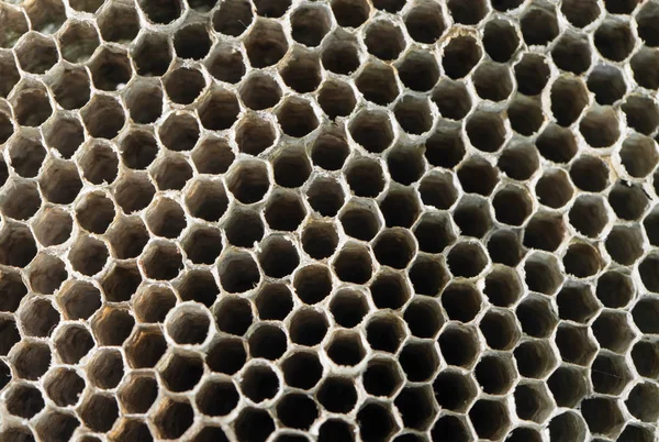 Honeycomb geting som bakgrund. konsistens — Stockfoto