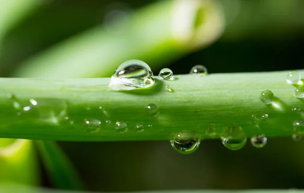 Chuva cai em uma grama verde — Fotografia de Stock