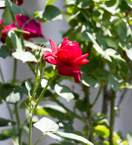 Червона троянда в природі — стокове фото