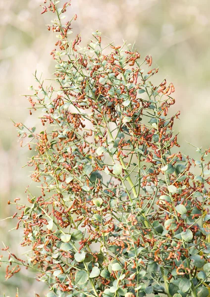 とげのある植物で、自然の中の針 — ストック写真