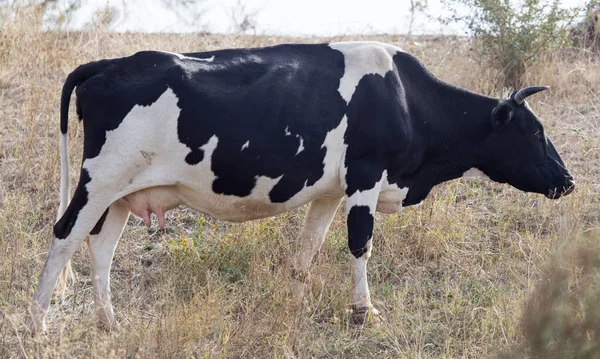 Krowa na pastwisku w przyrodzie — Zdjęcie stockowe