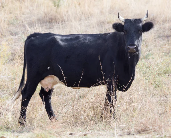 Vaca en un pasto en la naturaleza — Foto de Stock