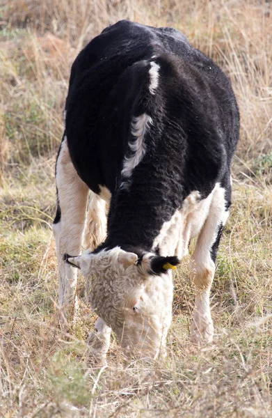 Αγελάδα σε ένα λιβάδι στη φύση — Φωτογραφία Αρχείου