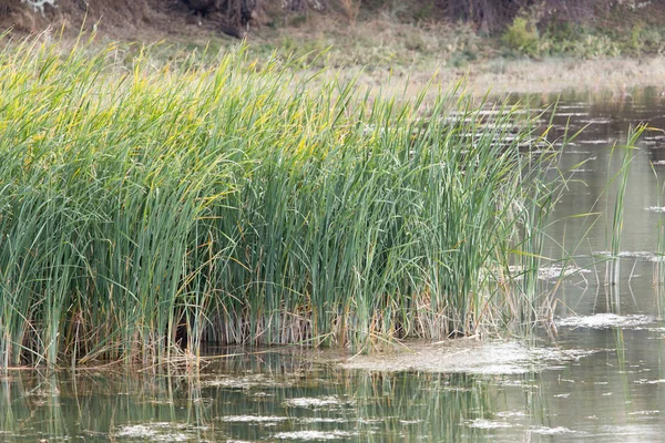 Cañas verdes en un lago en la naturaleza —  Fotos de Stock