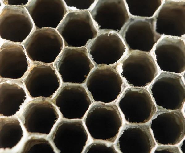 Honingraat wasp als achtergrond. textuur — Stockfoto