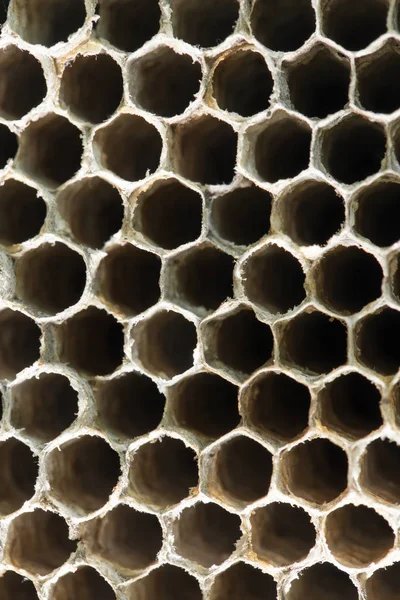 Honeycomb geting som bakgrund. konsistens — Stockfoto