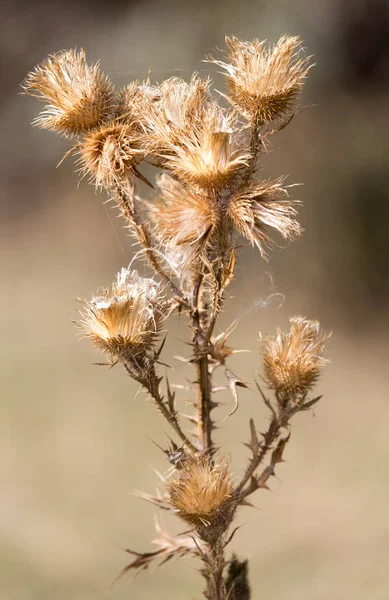 在自然界中有针头的带刺的植物 — 图库照片