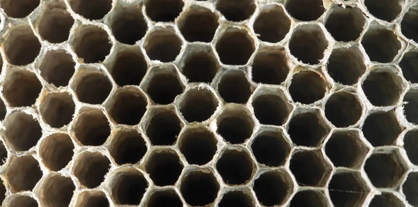Vespa de favo de mel como pano de fundo. textura — Fotografia de Stock