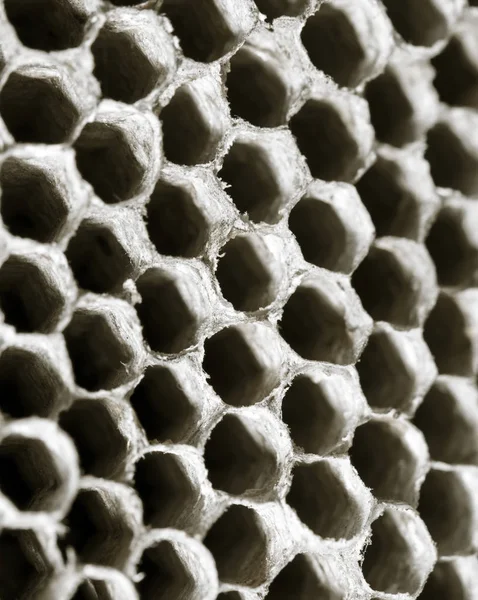 Guêpe en nid d'abeille comme fond. texture — Photo
