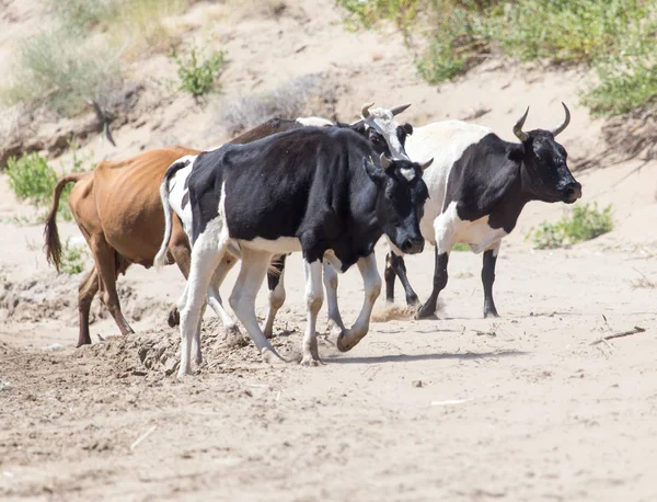 Koe in het zand van de steppe — Stockfoto