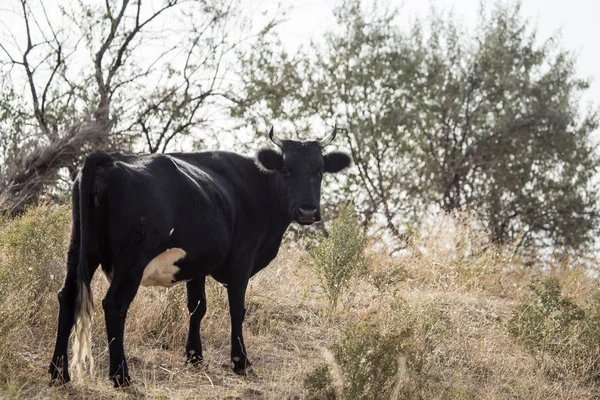 Krávy pasoucí se na louce v přírodě — Stock fotografie