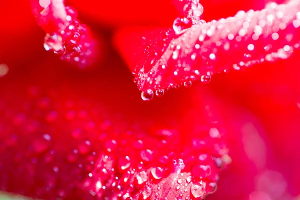 Gotas de agua sobre una rosa roja —  Fotos de Stock