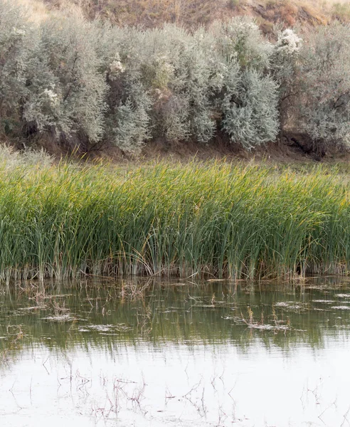 Cañas verdes en un lago en la naturaleza —  Fotos de Stock