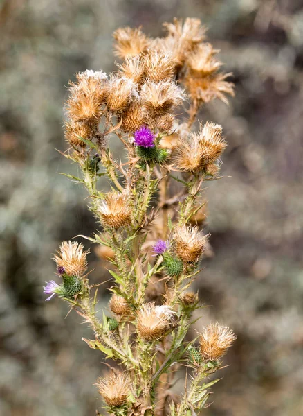 Taggig växt med nålar i naturen — Stockfoto