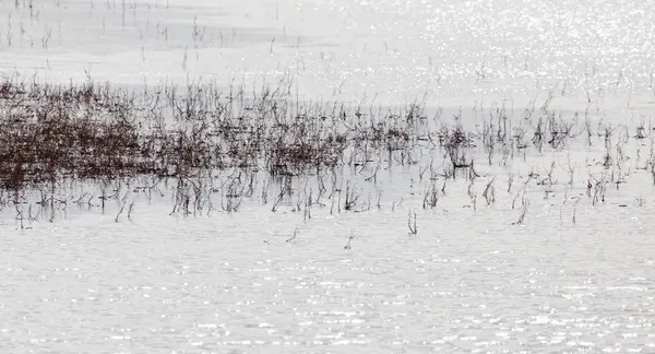 Dry twigs on the surface of the water — Stock Photo, Image