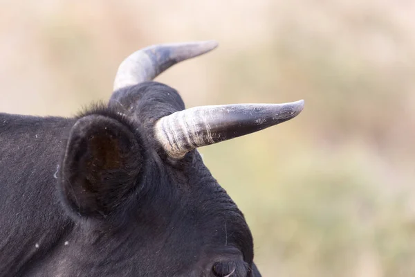 Hoorns en koeien oor naar de natuur — Stockfoto
