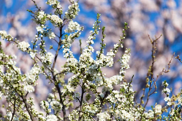 Hermosas flores en el árbol en la naturaleza — Foto de Stock