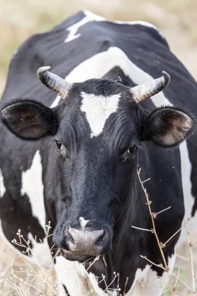 Ko i en Hage i naturen — Stockfoto