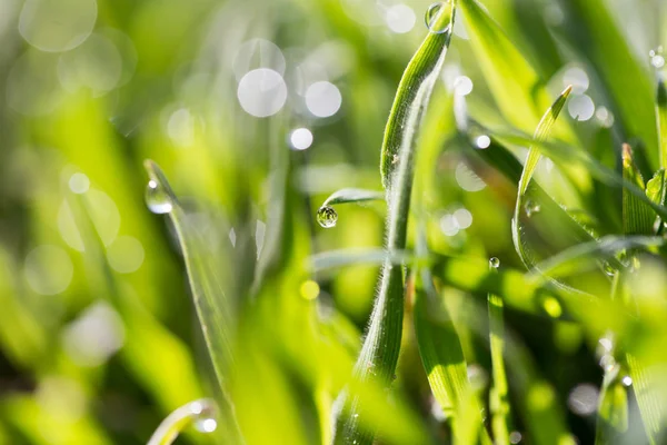 Tautropfen auf dem grünen Gras — Stockfoto