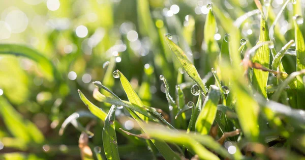 Drops of dew on the green grass — Stock Photo, Image