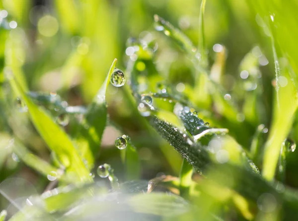 Drops of dew on the green grass — Stock Photo, Image