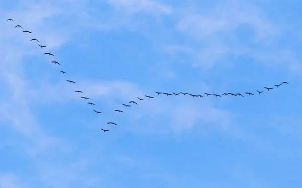 Bandada de cisnes volando contra un cielo azul en el sur — Foto de Stock
