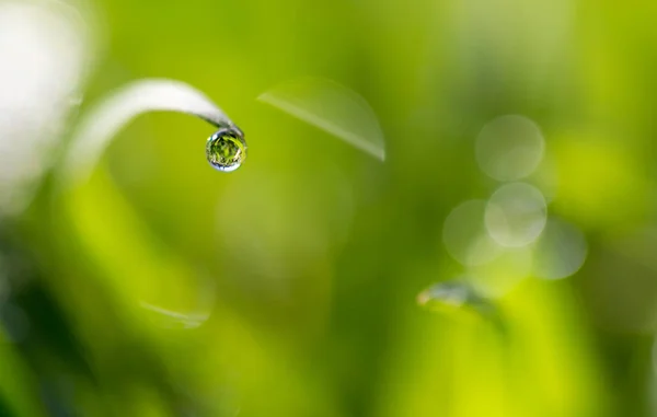 Gotas de orvalho na grama verde — Fotografia de Stock