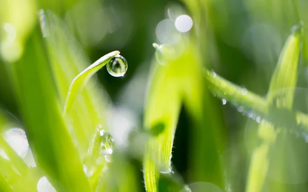 Gotas de rocío en la hierba verde — Foto de Stock